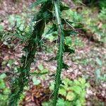 Cirsium palustre 葉