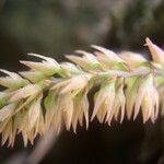 Bulbophyllum nigritianum Flower