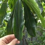 Cerbera manghas ഇല