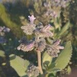 Eriodictyon crassifolium Flor