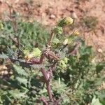 Sonchus asperFolha