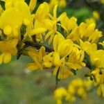 Genista scorpius Flower