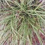 Carex morrowii 葉