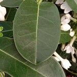 Stephanotis floribunda Leaf