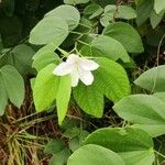 Bauhinia acuminata Feuille