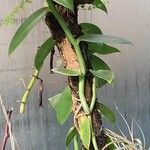 Vanilla planifolia Φύλλο