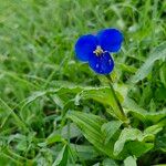 Commelina tuberosa 花