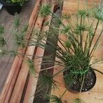 Cyperus haspan