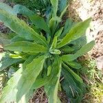 Erigeron sumatrensis Leaf