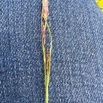 Carex sempervirens Fula
