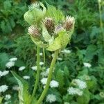 Cirsium oleraceumЦвят