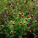 Dyssodia papposa Habit