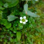 Parnassia nubicolaKukka