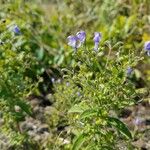 Trichostema dichotomum Floare