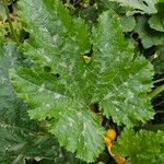 Cucurbita pepo Leaf