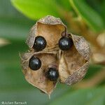 Cossinia trifoliata Meyve