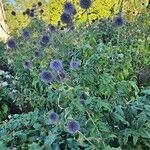Echinops bannaticus Libunga