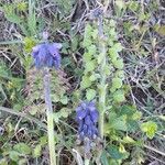 Muscari neglectum Fruit