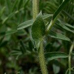 Vicia argentea Corteza