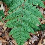 Dryopteris intermedia Hoja