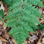 Dryopteris intermedia Folla