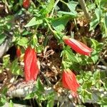 Malvaviscus penduliflorus Flower