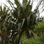 Cordyline indivisa 葉