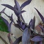 Tradescantia pallida Лист