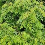 Koelreuteria paniculata Hoja
