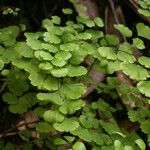 Adiantum jordanii Celota