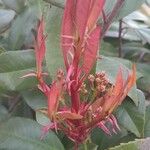 Photinia fraseri برگ