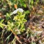 Hibiscus flavifolius 叶