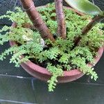 Pilea microphyllaपत्ता