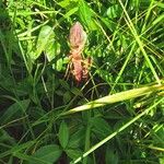 Orobanche elatior Natur