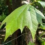 Platanus mexicana Leaf