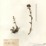 Achillea virescens Mosusu