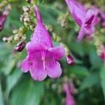 Strobilanthes hamiltoniana Flower