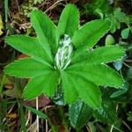 Alchemilla acutiloba Folio