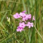 Phlox pilosa Blomma