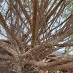 Melaleuca bracteata Bark