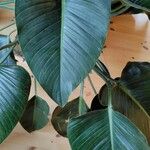 Philodendron davidsonii Blad