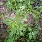 Lepidium virginicum Habit