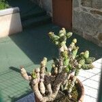 Tephrocactus verschaffeltii Elinympäristö