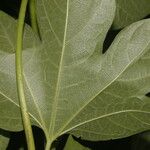 Gyrocarpus jatrophifolius Yaprak