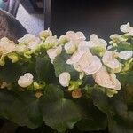 Begonia tuberhybrida Blüte
