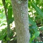 Amelanchier alnifolia Bark