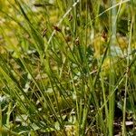 Carex chordorrhiza موطن