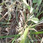 Eragrostis cilianensis Flower