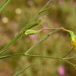 Lathyrus annuus Other