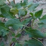 Rumex roseus Blatt